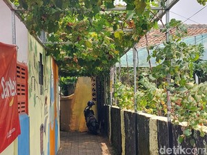 Menengok Rimbun Pohon Anggur di Tengah Padat Permukiman Warga Cimahi