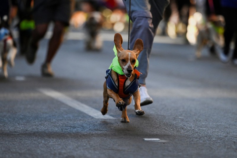 Orang-orang berlari bersama anjing mereka selama Dogathon Polisi 2025 Orang-orang berlari bersama anjing mereka selama Dogathon Polisi 2025
