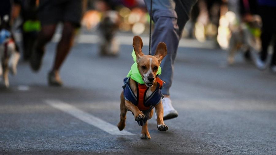 Orang-orang berlari bersama anjing mereka selama Dogathon Polisi 2025 