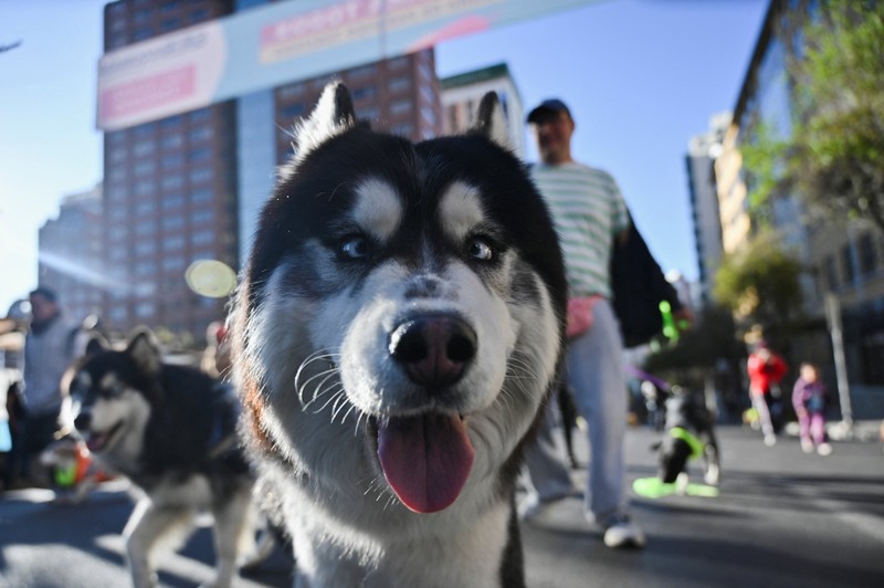 Orang-orang berlari bersama anjing mereka selama Dogathon Polisi 2025 Orang-orang berlari bersama anjing mereka selama Dogathon Polisi 2025