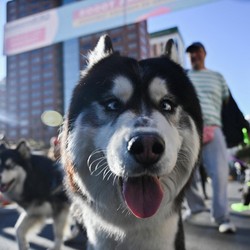 Gemas! Ratusan Anjing Ikut Lomba Lari Marathon 1 KM
