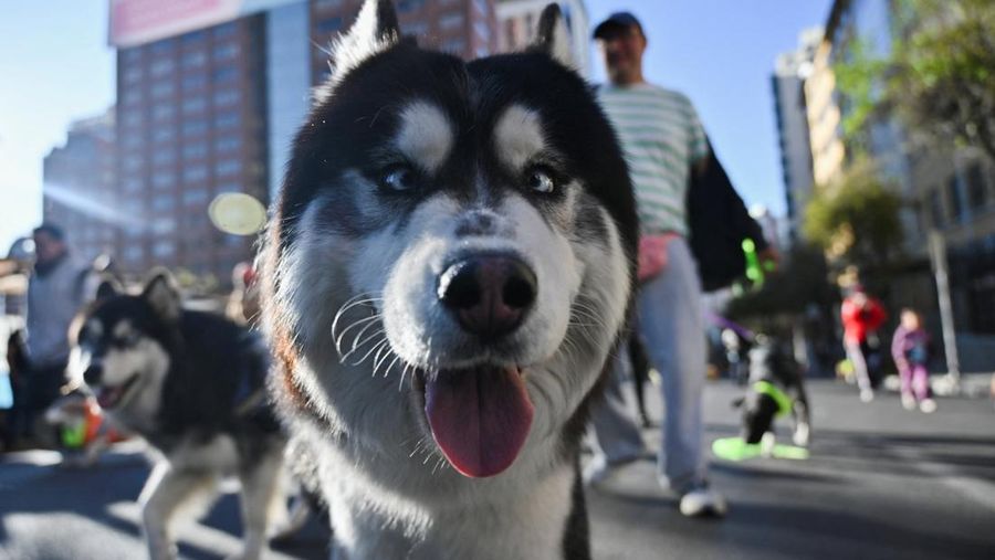 Orang-orang berlari bersama anjing mereka selama Dogathon Polisi 2025 