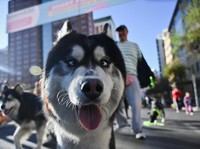 Gemas! Ratusan Anjing Ikut Lomba Lari Marathon 1 KM