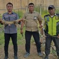 10 Biawak Mati Ditabrak Whoosh, Ahli Kasih Warning Tanda Bahaya