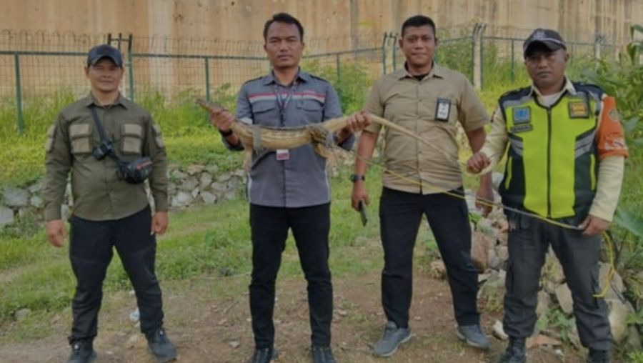 Whoosh tabrak biawak. (detikcom)