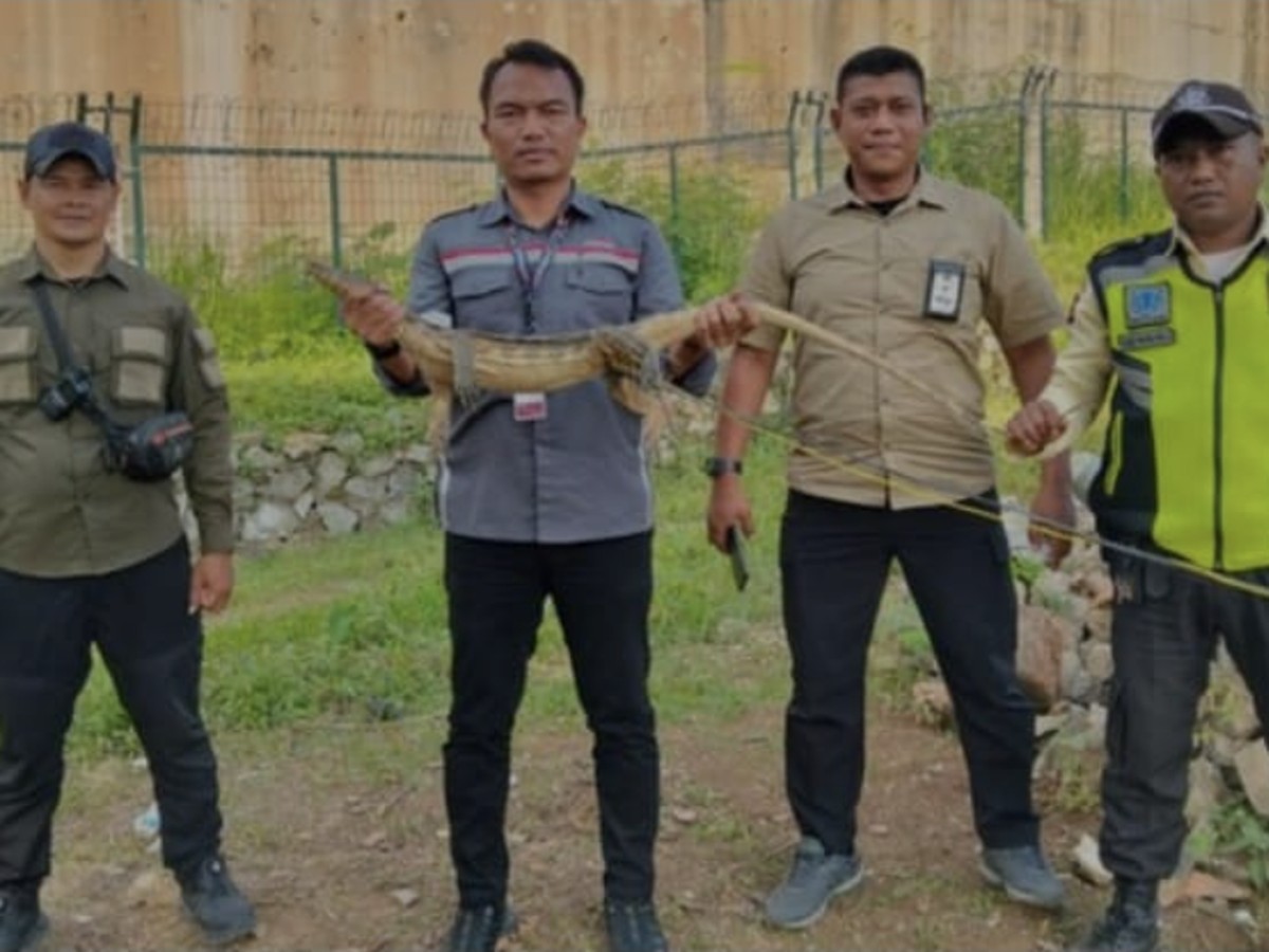 Banyak Biawak Mati Ditabrak Kereta Cepat, KCIC Diminta Perbaiki Mitigasi Lingkungan