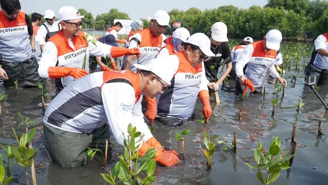 Pertamina dan Siswa SD Tanam Puluhan Ribu Mangrove di Tanjung Pasir