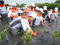 Pertamina & Siswa SD Tanam Puluhan Ribu Mangrove di Tanjung Pasir