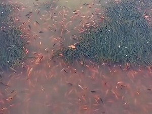 Viral Ikan-ikan di Danau Toba Mendadak Mati