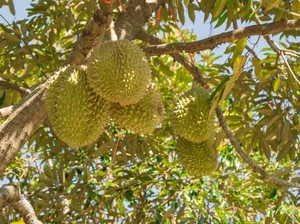 Saat Durian Indonesia Menemukan Jalannya ke Cina