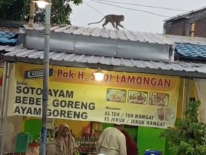 Monyet Liar Bikin Resah Warga di Sekitar Plaza Lamongan