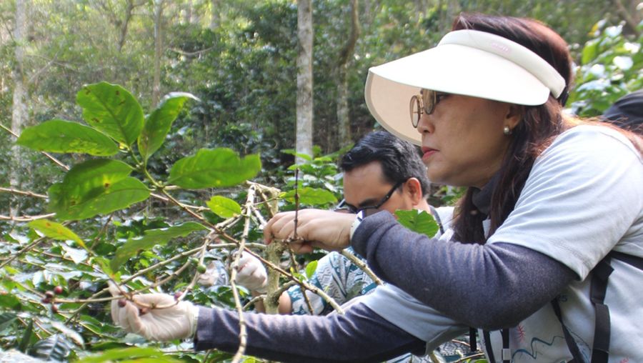Salah satu kegiatan peserta Sustainability Innovation Ideas (SII) & Media Experiential Journey 2024 di mana para peserta diberikan kesempatan untuk memanen kopi langsung di Kebun Kopi Mandalawangi yang berada di kawasan Perhutanan Sosial, Garut, Jawa Barat.