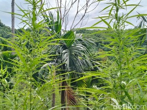 Raqan Legalisasi Ganja Medis-Hukum Keluarga Masuk Prolega Tambahan 2026