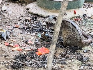 Miris! Viral Kondisi Kandang Medan Zoo Kotor-Diduga Tak Terawat