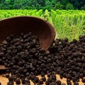 Katanya Negara Agraris! Impor Lada RI Kok Meledak 1.000.000% Lebih?