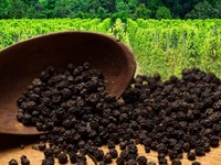Katanya Negara Agraris! Impor Lada RI Kok Meledak 1.000.000% Lebih?