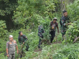 Ada 3 Hektare Ladang Ganja di Ketinggian 950 MDPL Perbukitan Tor Sihite