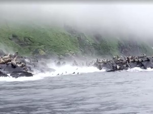 Video: Momen Kawanan Singa Laut Panik saat Gempa Guncang Kamchatka Rusia