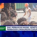 Video: Ada 200 Produk Hilirisasi Sawit, Yakin RI Sanggup Kembangkan?