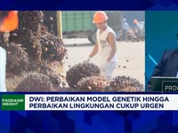 Video: Ada 200 Produk Hilirisasi Sawit, Yakin RI Sanggup Kembangkan?