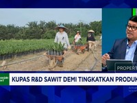 Video: Dana Riset Minyak Nabati Pesaing Sawit Rp 2,5 T, RI Gimana?
