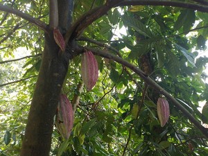 Kopi-Cokelat RI Laris Manis di Malaysia hingga AS