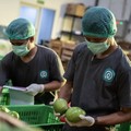 Kronologi Kasus TaniHub Seret Bos MDI Ventures, Cerita Eks Pegawai