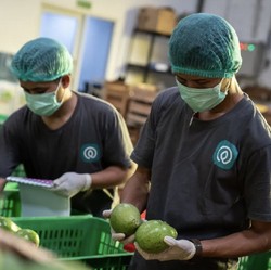 Kronologi Kasus TaniHub Seret Bos MDI Ventures, Cerita Eks Pegawai