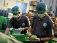 Kronologi Kasus TaniHub Seret Bos MDI Ventures, Cerita Eks Pegawai