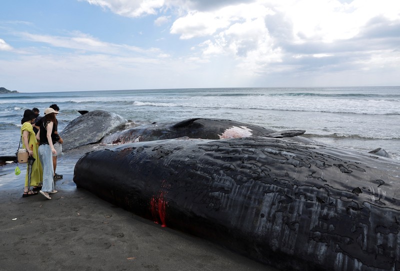 People look at dead whales at Heisaura Beach in Tateyama, Chiba Prefecture, Japan, July 31, 2025. According to local reports, four whales were found washed ashore on July 29. REUTERS/Kim Kyung-Hoon