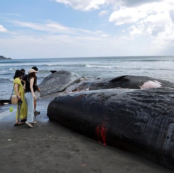 Potret Bangkai 4 Paus Terdampar di Pantai Jepang Pasca Gempa M 8,8