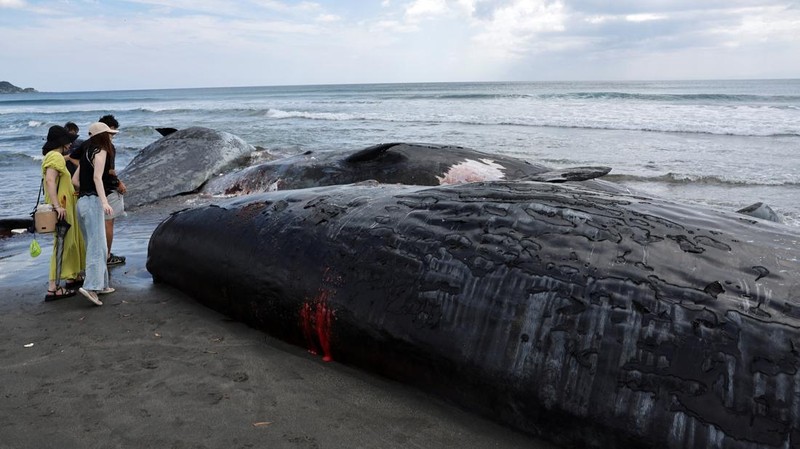 People look at dead whales at Heisaura Beach in Tateyama, Chiba Prefecture, Japan, July 31, 2025. According to local reports, four whales were found washed ashore on July 29. REUTERS/Kim Kyung-Hoon