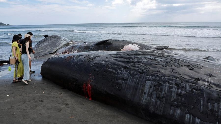 JAPAN-WHALES/ People look at dead whales at Heisaura Beach in Tateyama, Chiba Prefecture, Japan, July 31, 2025. According to local reports, four whales were found washed ashore on July 29. REUTERS/Kim Kyung-Hoon