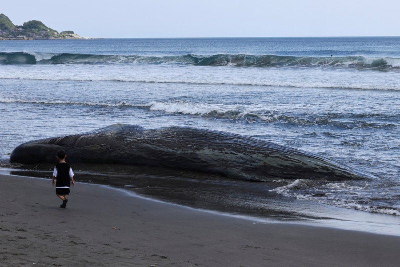 People look at dead whales at Heisaura Beach in Tateyama, Chiba Prefecture, Japan, July 31, 2025. According to local reports, four whales were found washed ashore on July 29. REUTERS/Kim Kyung-Hoon
