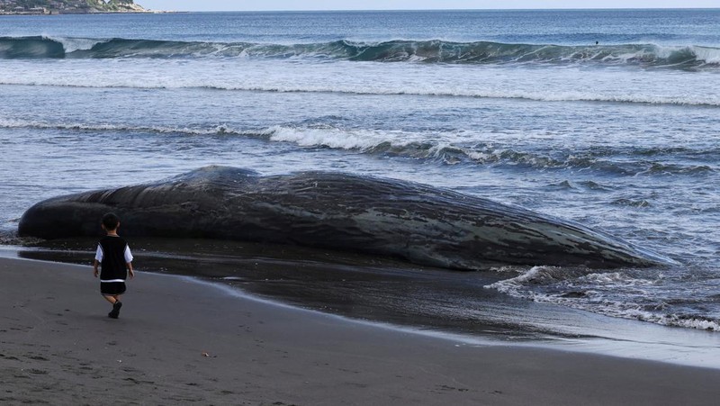 People look at dead whales at Heisaura Beach in Tateyama, Chiba Prefecture, Japan, July 31, 2025. According to local reports, four whales were found washed ashore on July 29. REUTERS/Kim Kyung-Hoon