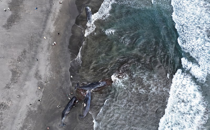 JAPAN-WHALES/ People look at dead whales at Heisaura Beach in Tateyama, Chiba Prefecture, Japan, July 31, 2025. According to local reports, four whales were found washed ashore on July 29. REUTERS/Kim Kyung-Hoon