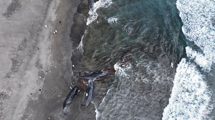 People look at dead whales at Heisaura Beach in Tateyama, Chiba Prefecture, Japan, July 31, 2025. According to local reports, four whales were found washed ashore on July 29. REUTERS/Kim Kyung-Hoon