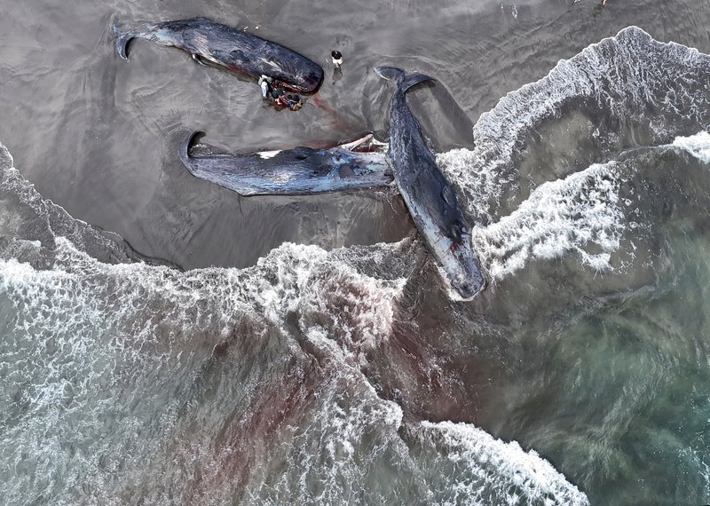 JAPAN-WHALES/ People look at dead whales at Heisaura Beach in Tateyama, Chiba Prefecture, Japan, July 31, 2025. According to local reports, four whales were found washed ashore on July 29. REUTERS/Kim Kyung-Hoon