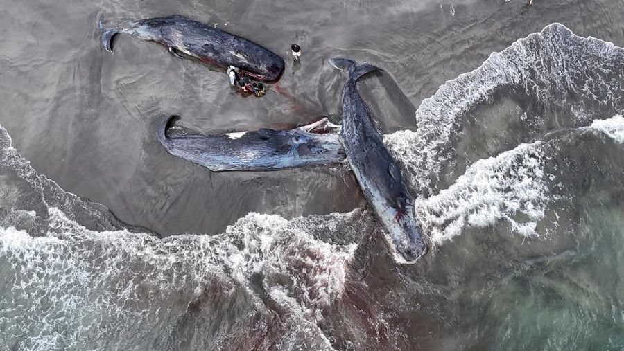 People look at dead whales at Heisaura Beach in Tateyama, Chiba Prefecture, Japan, July 31, 2025. According to local reports, four whales were found washed ashore on July 29. REUTERS/Kim Kyung-Hoon