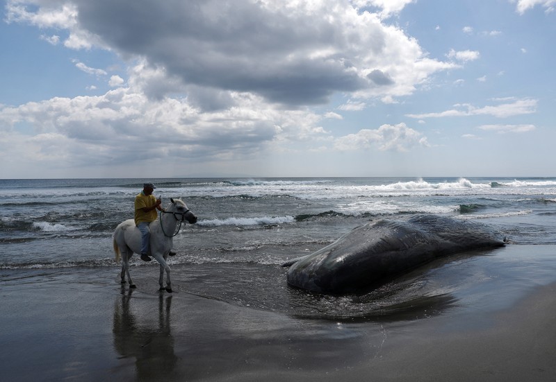 People look at dead whales at Heisaura Beach in Tateyama, Chiba Prefecture, Japan, July 31, 2025. According to local reports, four whales were found washed ashore on July 29. REUTERS/Kim Kyung-Hoon