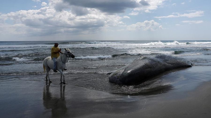 People look at dead whales at Heisaura Beach in Tateyama, Chiba Prefecture, Japan, July 31, 2025. According to local reports, four whales were found washed ashore on July 29. REUTERS/Kim Kyung-Hoon