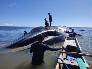 BKKPN Ambil Sampel Kulit Paus Raksasa yang Terdampar di Pantai Temkuna TTU