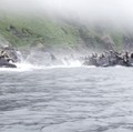 Sejumlah batu jatuh dari tebing yang menyebabkan sejumlah singa laut panik menyelam ke laut saat gempa melanda Pulau Antsiferov, tak jauh dari pantai Semenanjung Kamchatka, Rusia. (Tangkapan Layar Video Reuters/)