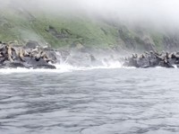 Sejumlah batu jatuh dari tebing yang menyebabkan sejumlah singa laut panik menyelam ke laut saat gempa melanda Pulau Antsiferov, tak jauh dari pantai Semenanjung Kamchatka, Rusia. (Tangkapan Layar Video Reuters/)