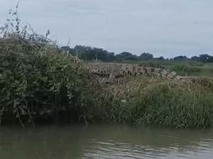Ngeri Buaya 4 Meter Sering Berseliweran di Sungai Kepetingan Sidoarjo
