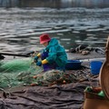 Nelayan Cirebon Mancing di Laut Jawa, Dapat Harta Karun Rp 720 Miliar