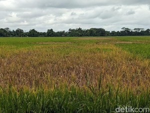 Ratusan Hektare Sawah di Trenggalek Terancam Gagal Panen gegara Wereng