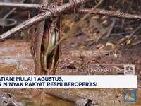 Video: Mulai 1 Agustus, Sumur Minyak Rakyat Resmi Beroperasi