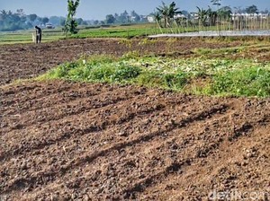 Kala 8,6 Hektare Lahan Tidur Kembali Produktif di Bandung