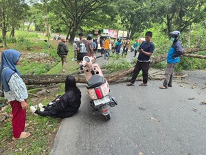 Pohon Tumbang Timpa 2 Pemotor Wanita di Jayapura, 1 Orang Tewas